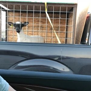 Meet your Posher, Elizabeth